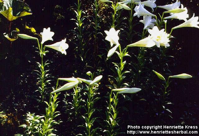 Photo: Lilium longiflorum.