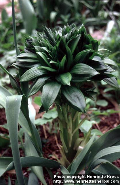 Photo: Lilium martagon 2.