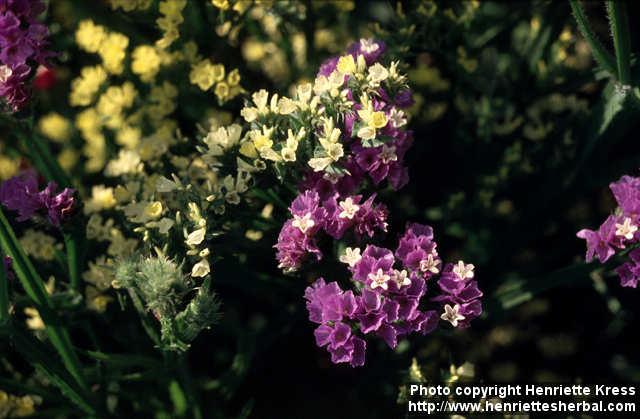 Photo: Limonium sinuatum 6.