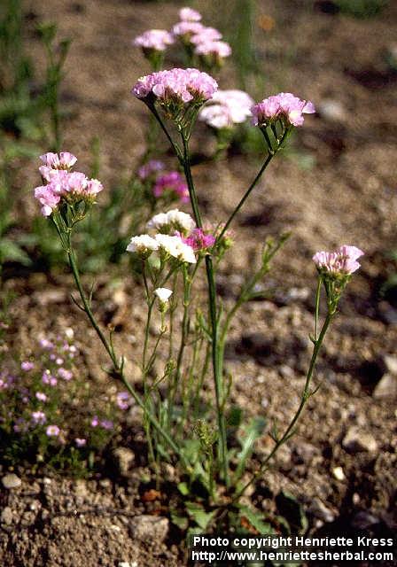 Photo: Limonium sinuatum.