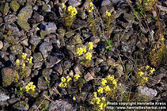 Photo: Linaria vulgaris 1.