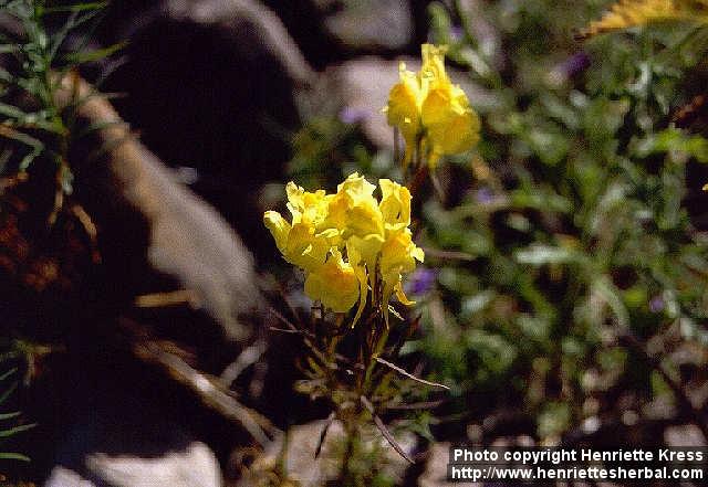 Photo: Linaria vulgaris 2.