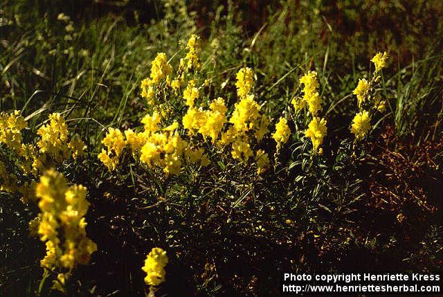 Photo: Linaria vulgaris 3.