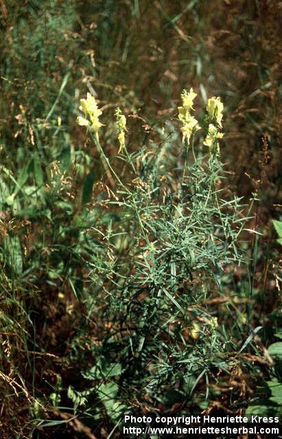 Photo: Linaria vulgaris 5.