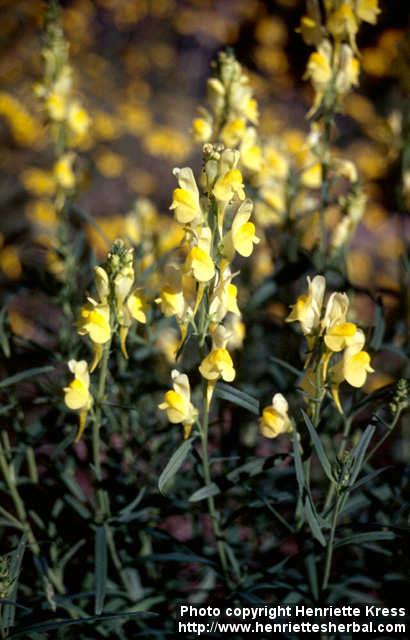 Photo: Linaria vulgaris 7.