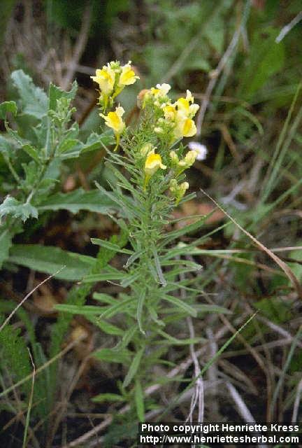 Photo: Linaria vulgaris.