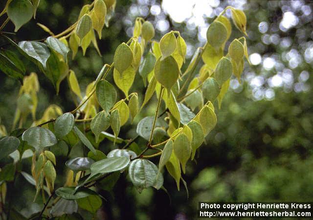 Photo: Lindera aggregata 3.