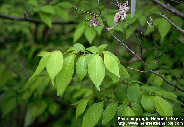 Photo: Lindera praecox 1.