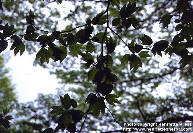 Photo: Lindera triloba.