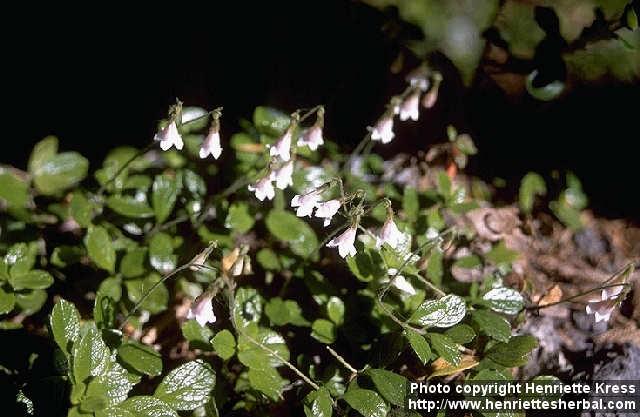 Photo: Linnaea borealis 1.