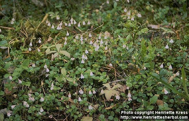 Photo: Linnaea borealis 2.