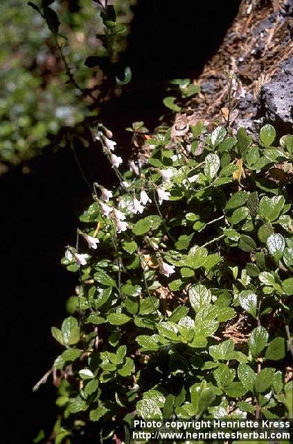 Photo: Linnaea borealis.