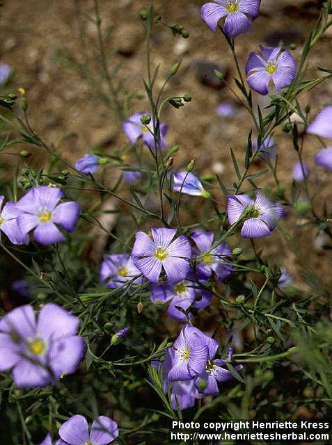 Photo: Linum austriacum 1.