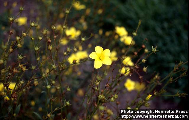 Photo: Linum dolomiticum 1.