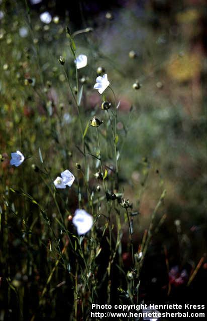 Photo: Linum usitatissimum 4.