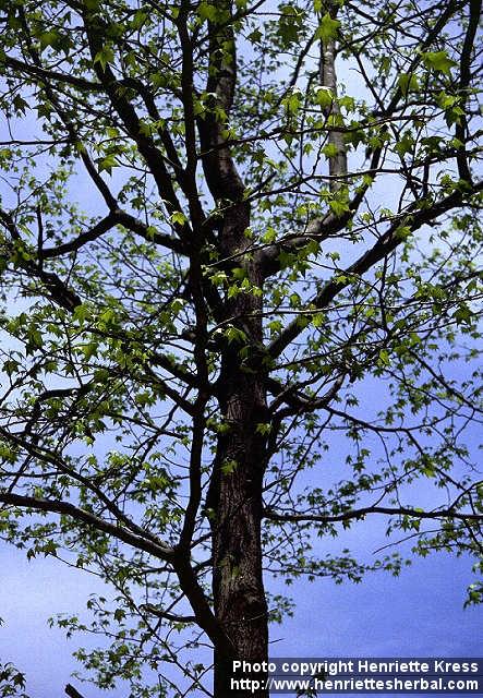 Photo: Liquidambar styraciflua 1.