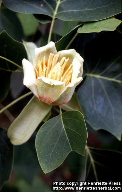 Photo: Liriodendron tulipifera 1.