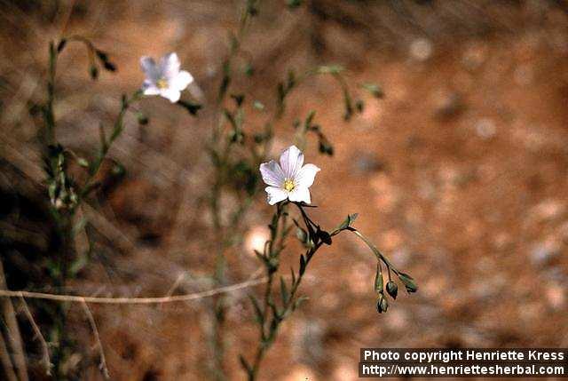 Photo: Linum pratense 1.