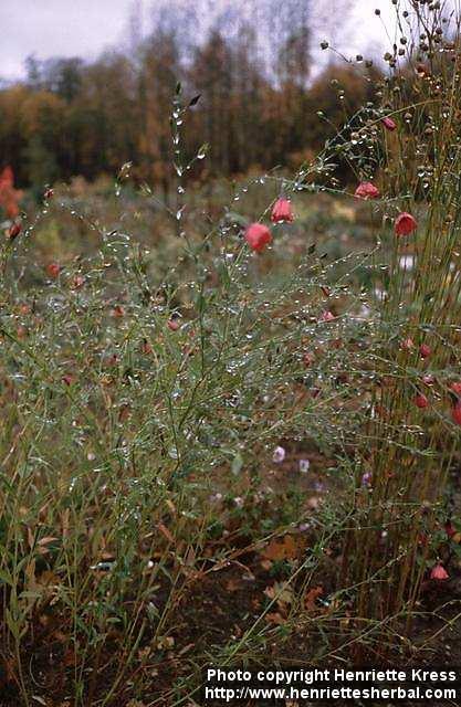 Photo: Linum grandiflorum.