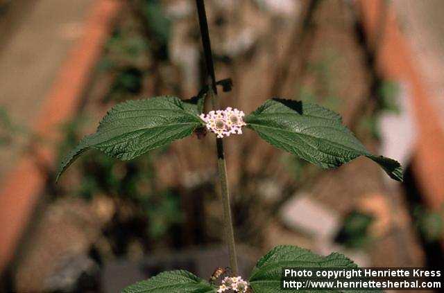 Photo: Lippia alba.