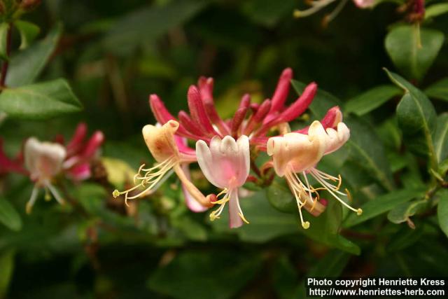 Photo: Lonicera periclymenum 1.