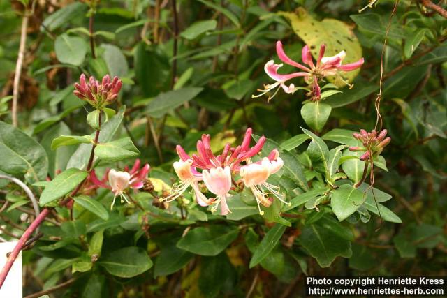 Photo: Lonicera periclymenum 2.