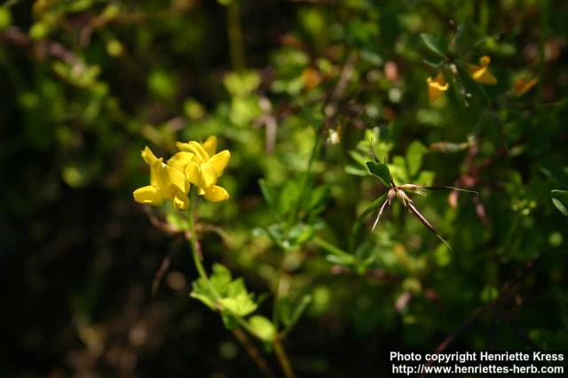 Photo: Lotus pedunculatus.