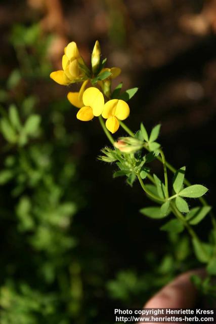 Photo: Lotus corniculatus 4.