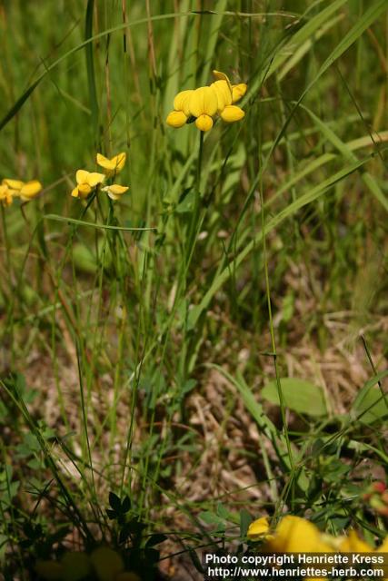 Photo: Lotus corniculatus 5.