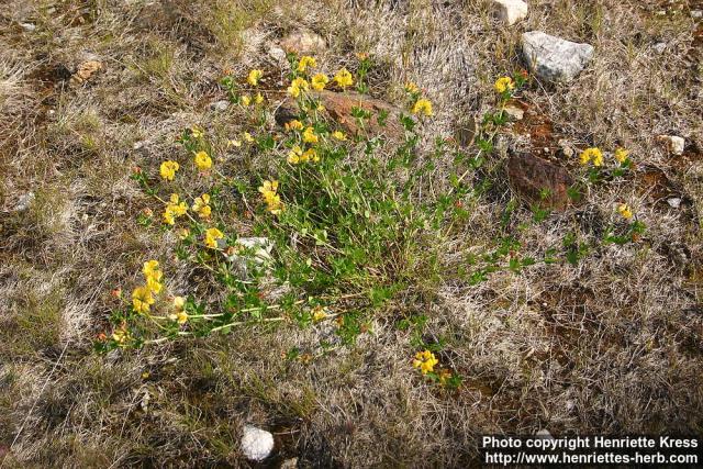 Photo: Lotus corniculatus 7.