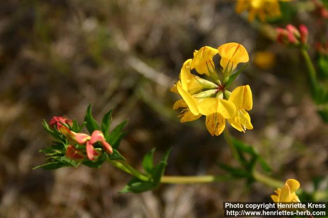 Photo: Lotus corniculatus 8.