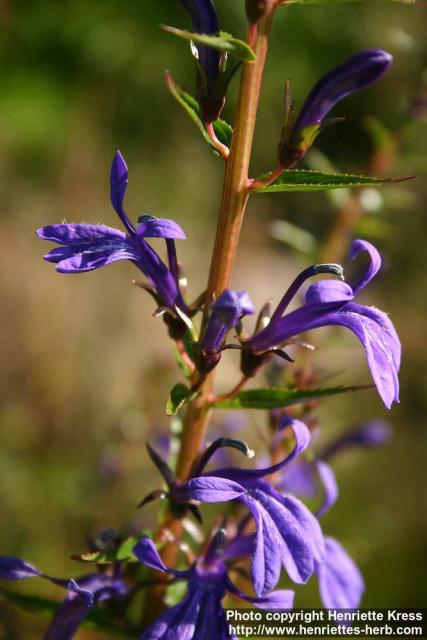 Photo: Lobelia sessilifolia 2.