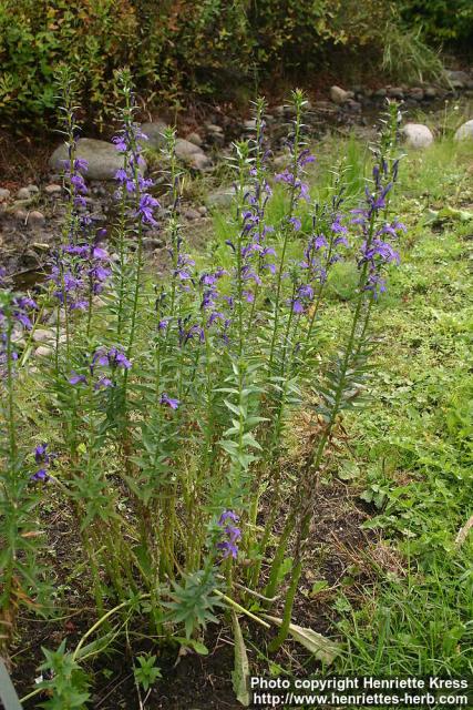 Photo: Lobelia sessilifolia 4.