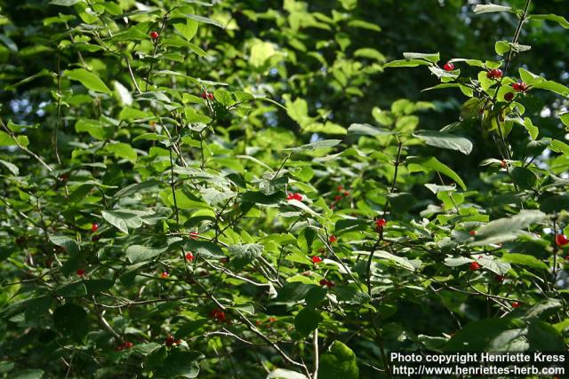 Photo: Lonicera xylosteum 4.