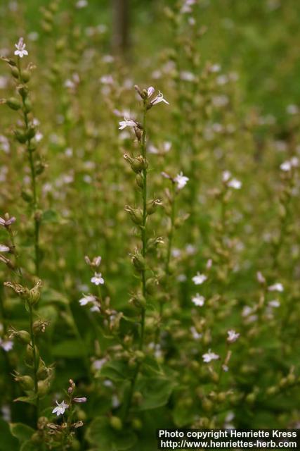 Photo: Lobelia inflata 6.