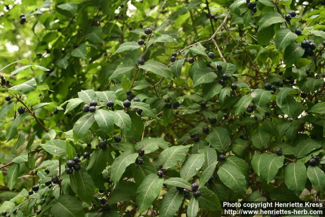 Photo: Lonicera orientalis.