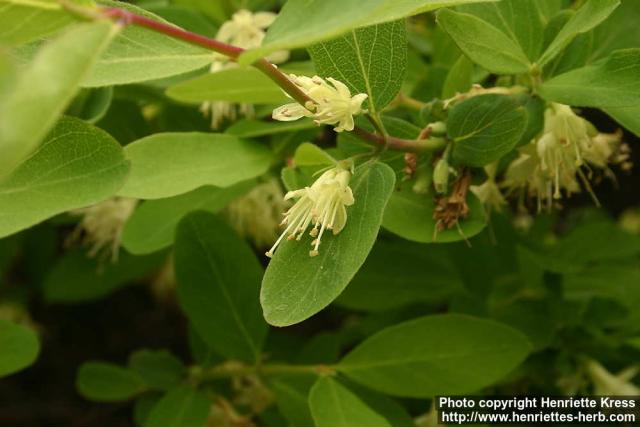 Photo: Lonicera xylosteum 6.