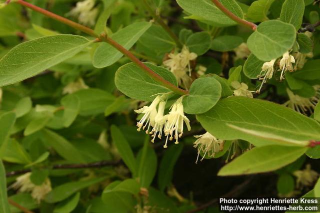 Photo: Lonicera xylosteum 7.