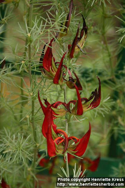 Photo: Lotus berthelotii.