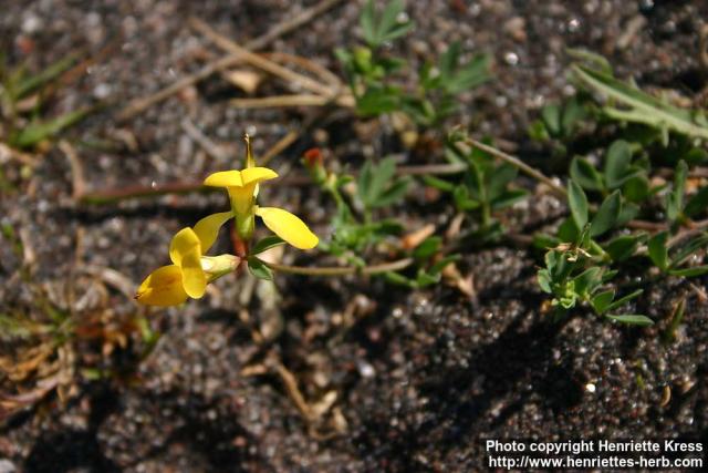 Photo: Lotus corniculatus 10.