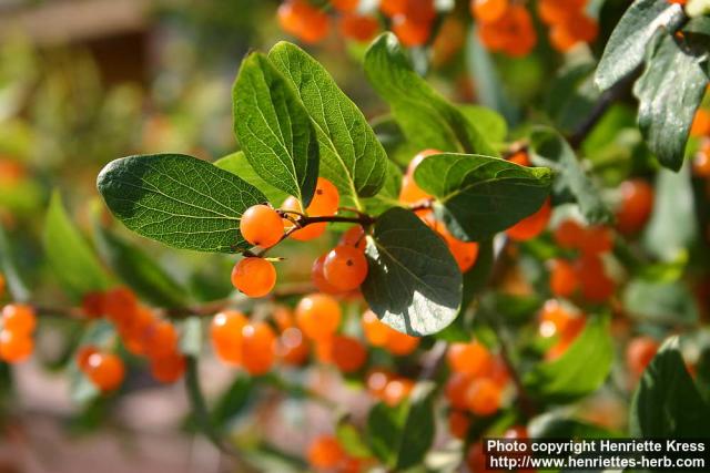 Photo: Lonicera tatarica 08.