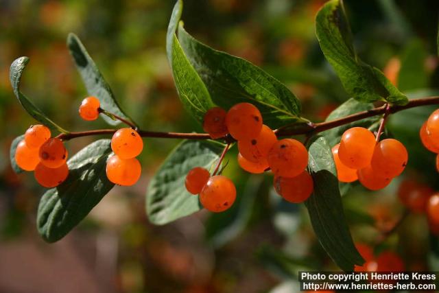 Photo: Lonicera tatarica 10.