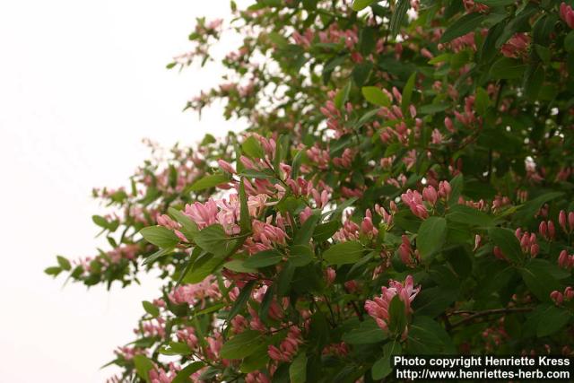 Photo: Lonicera tatarica 12.