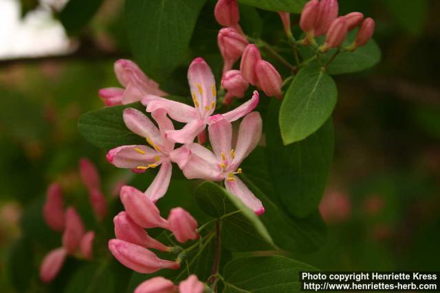 Photo: Lonicera tatarica 13.