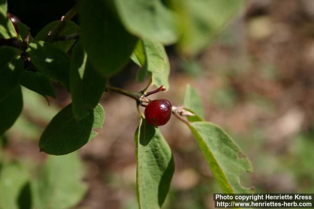 Photo: Lonicera xylosteum 10.