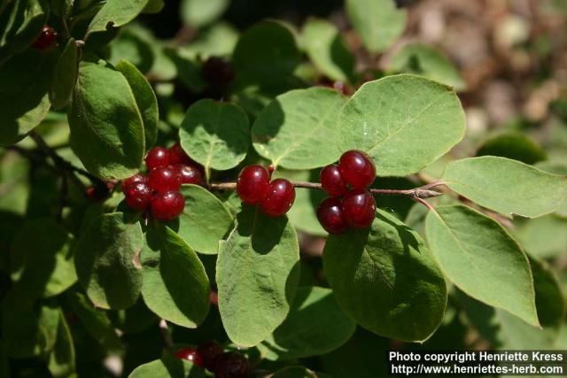 Photo: Lonicera xylosteum 12.