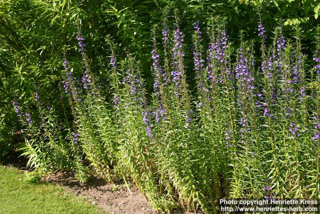 Photo: Lobelia sessilifolia 5.