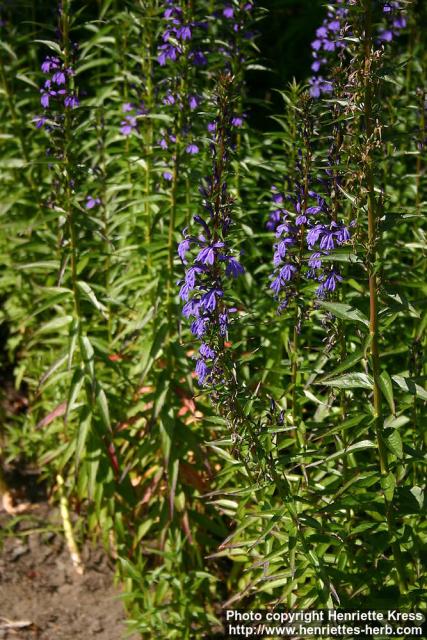 Photo: Lobelia sessilifolia 6.