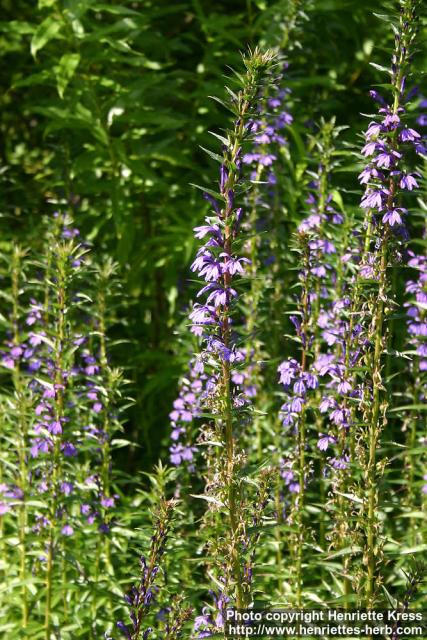 Photo: Lobelia sessilifolia 7.