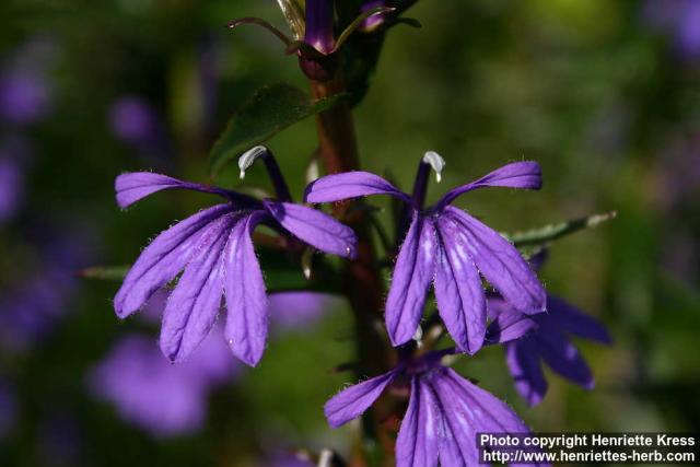 Photo: Lobelia sessilifolia 9.